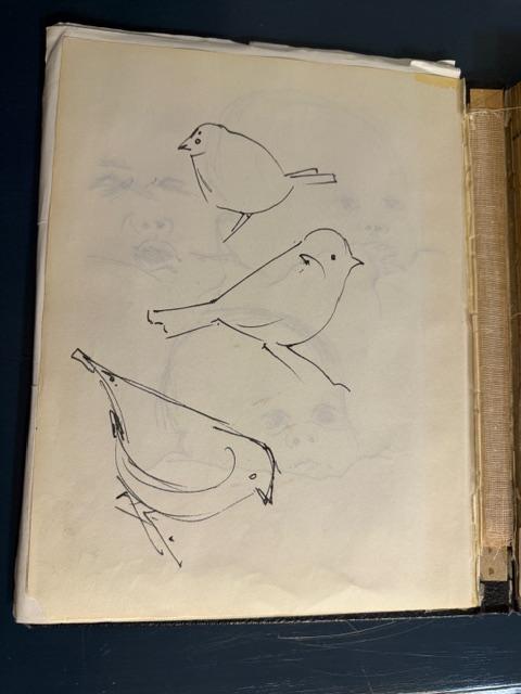 Rolf Paul ink wren sketches from personal sketchbook