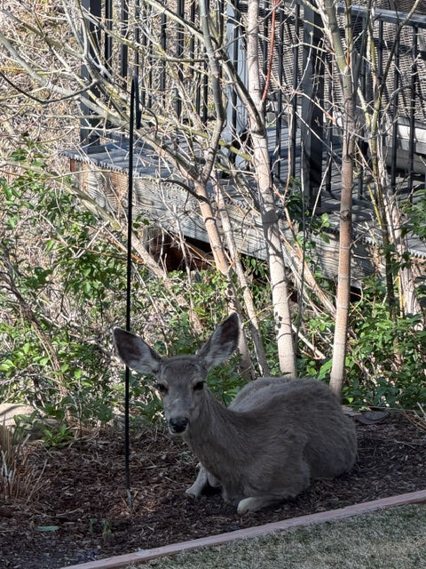 A third doe alone in the yard looking directly at the camera