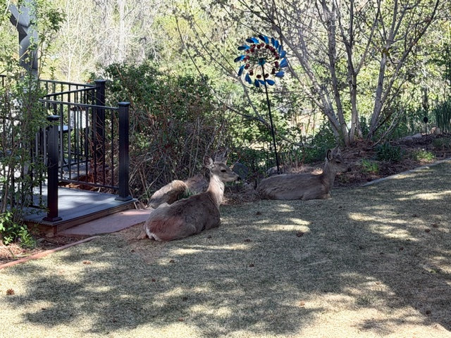 Two does resting in the yard with the deck and wind sculpture nearby