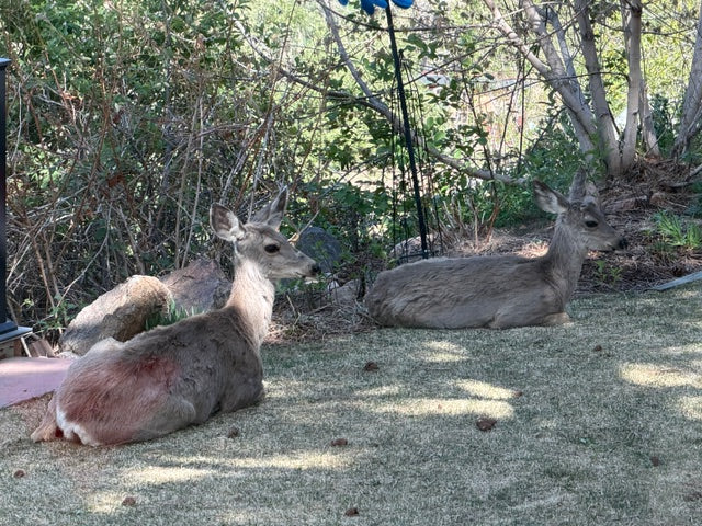 Two does lying together in the yard after The Sanctuary page was written
