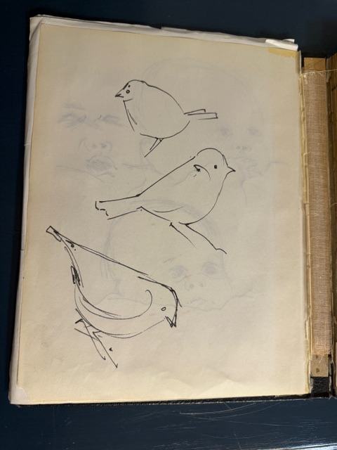Ink wren sketches from Rolf Paul's personal sketchbook