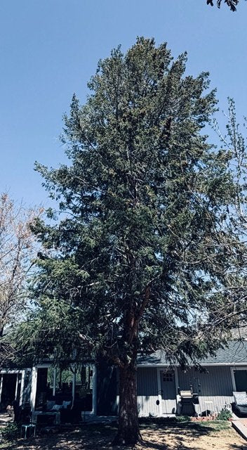 The same tree standing tall in Morrison today